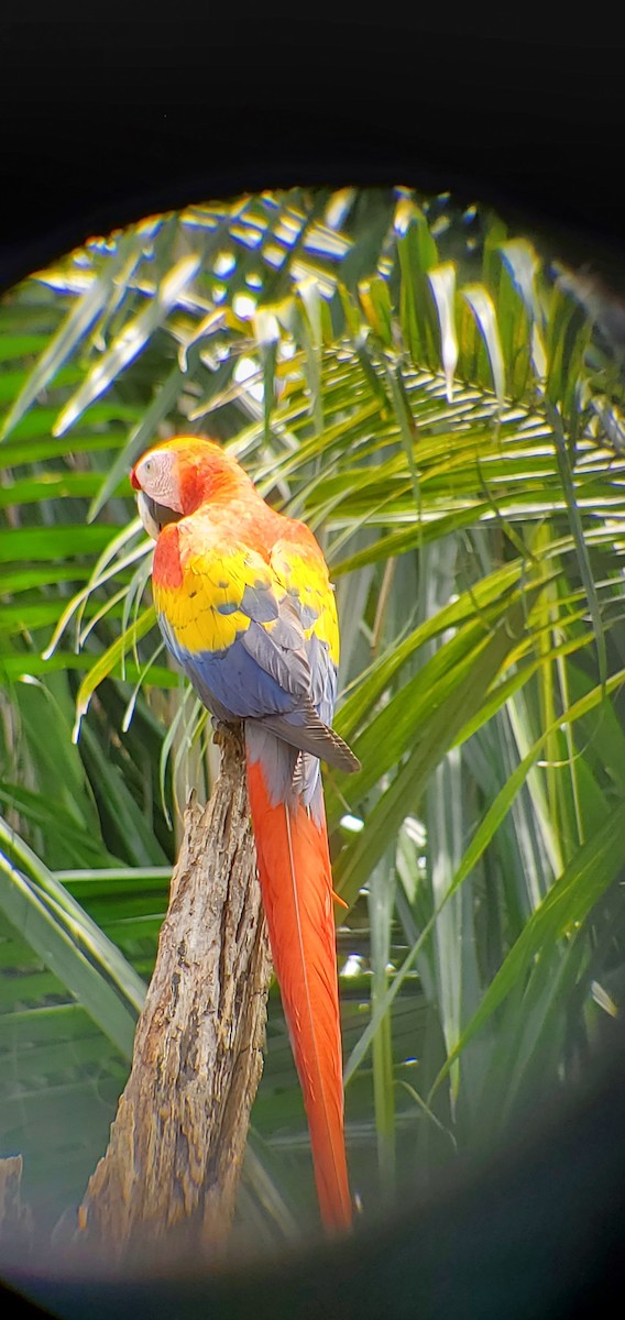 Scarlet Macaw - ML632032271