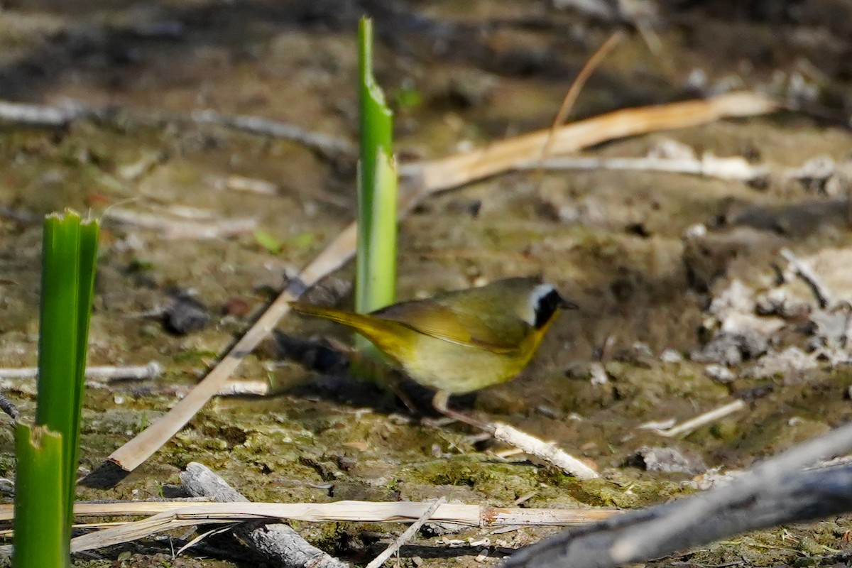 Common Yellowthroat - ML632032366