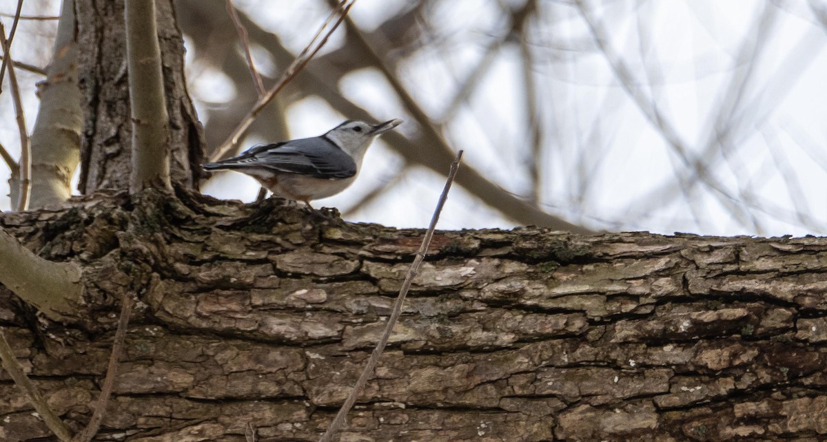 White-breasted Nuthatch - ML632032469