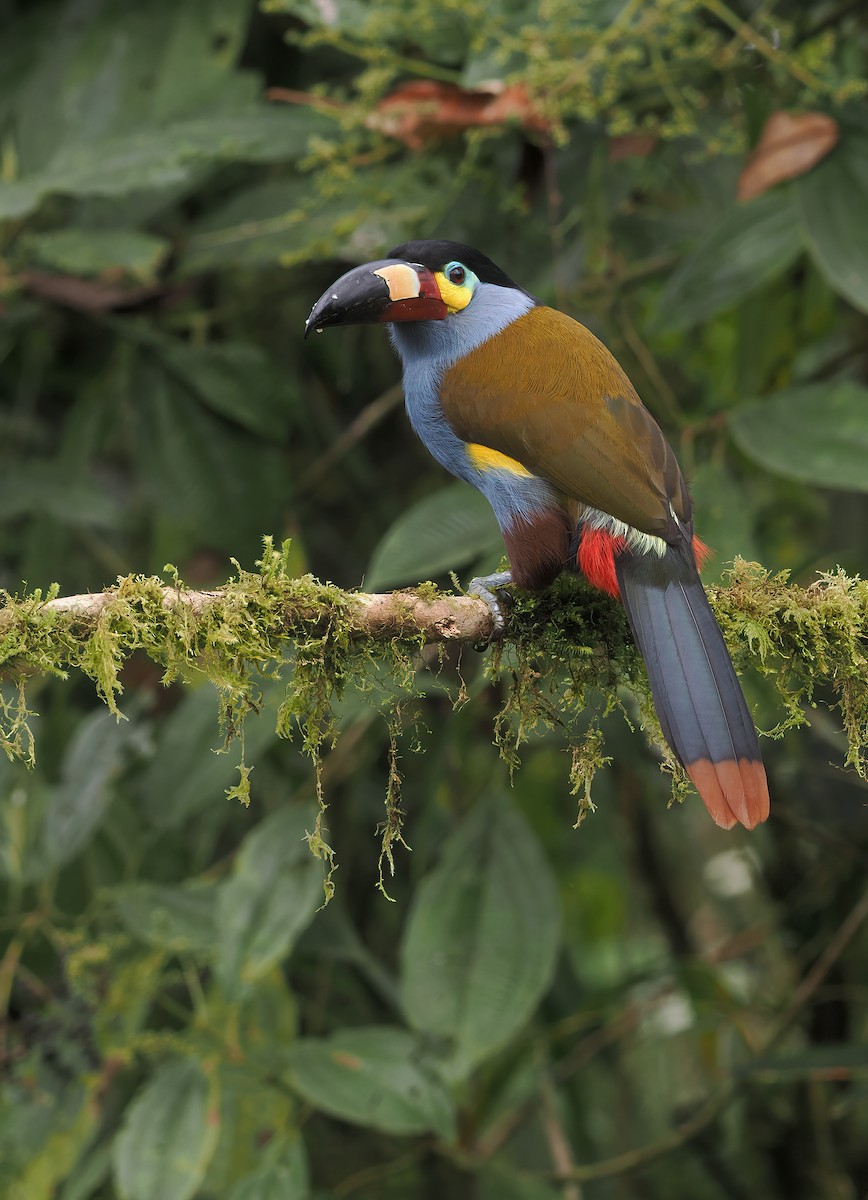 Plate-billed Mountain-Toucan - ML632032626