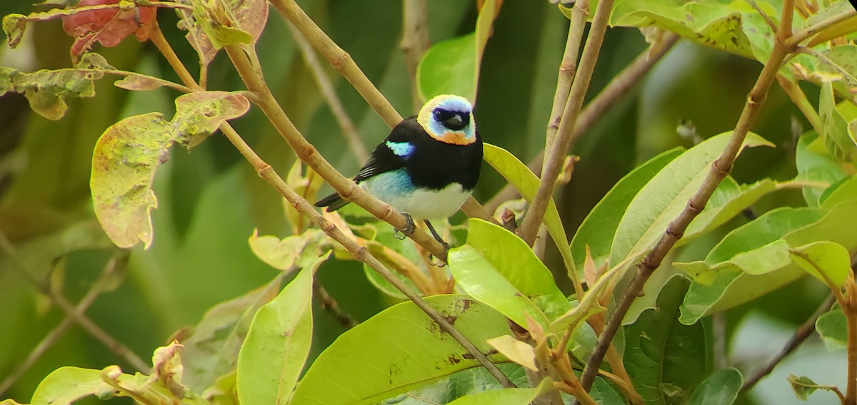 Golden-hooded Tanager - ML632032835