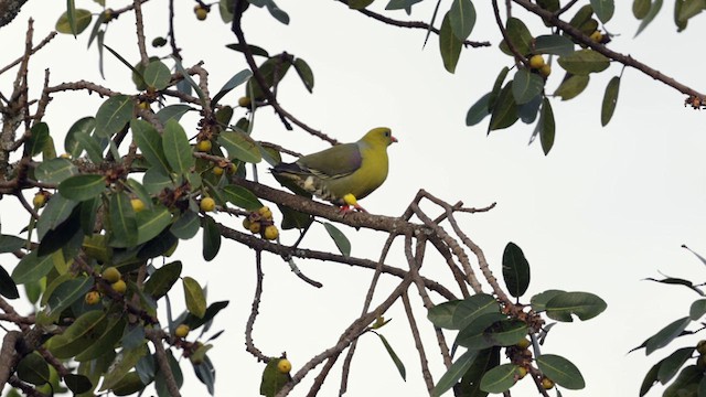 African Green-Pigeon - ML632032858
