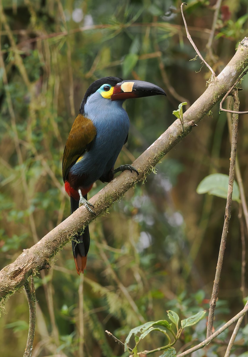 Plate-billed Mountain-Toucan - ML632032911