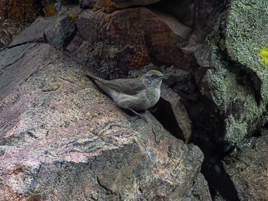 Rock Wren - ML632032994