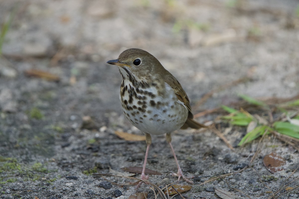Hermit Thrush (faxoni/crymophilus) - ML632032995