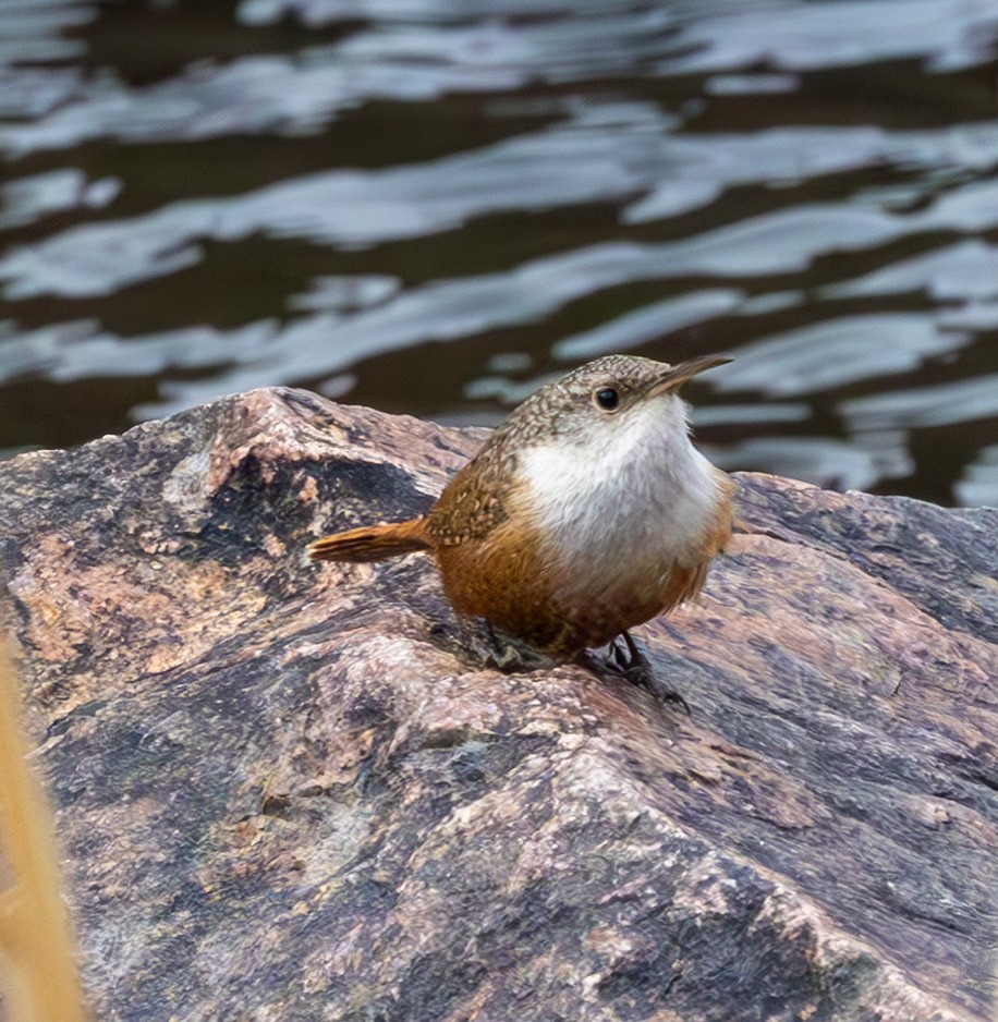 Canyon Wren - ML632033001