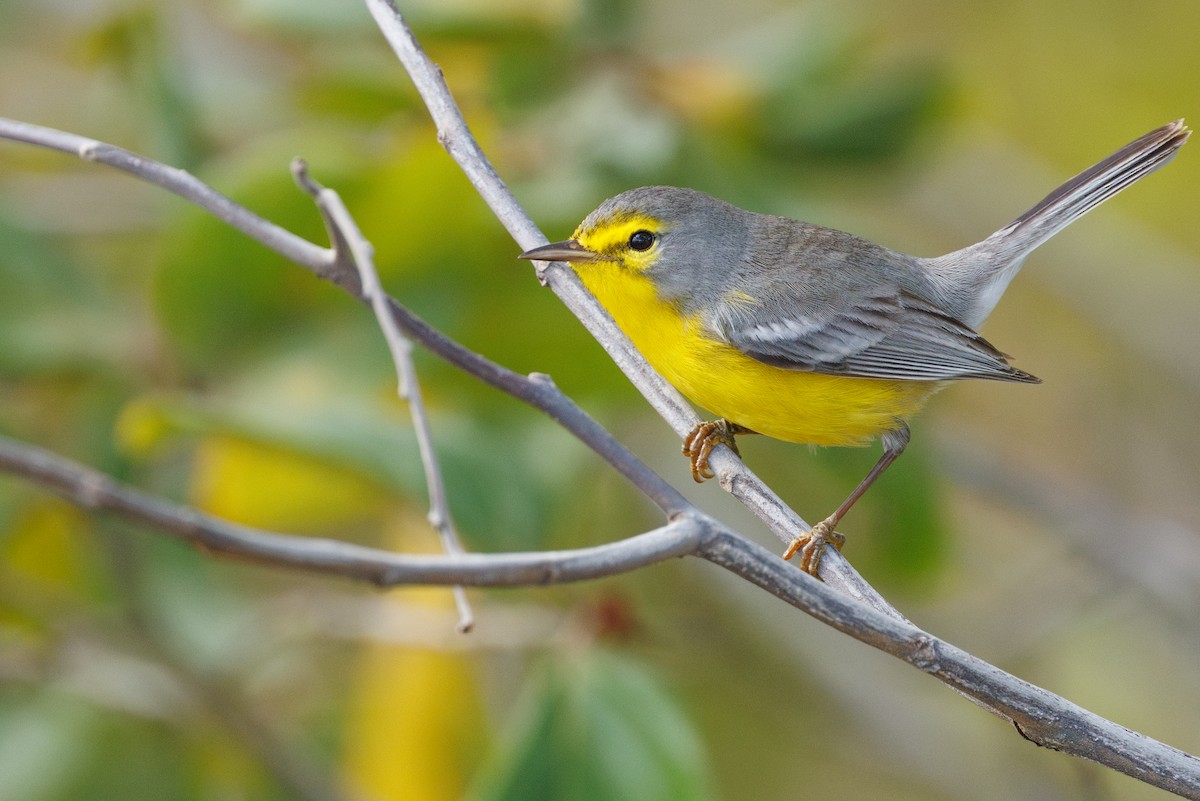 Barbuda Warbler - ML632033130