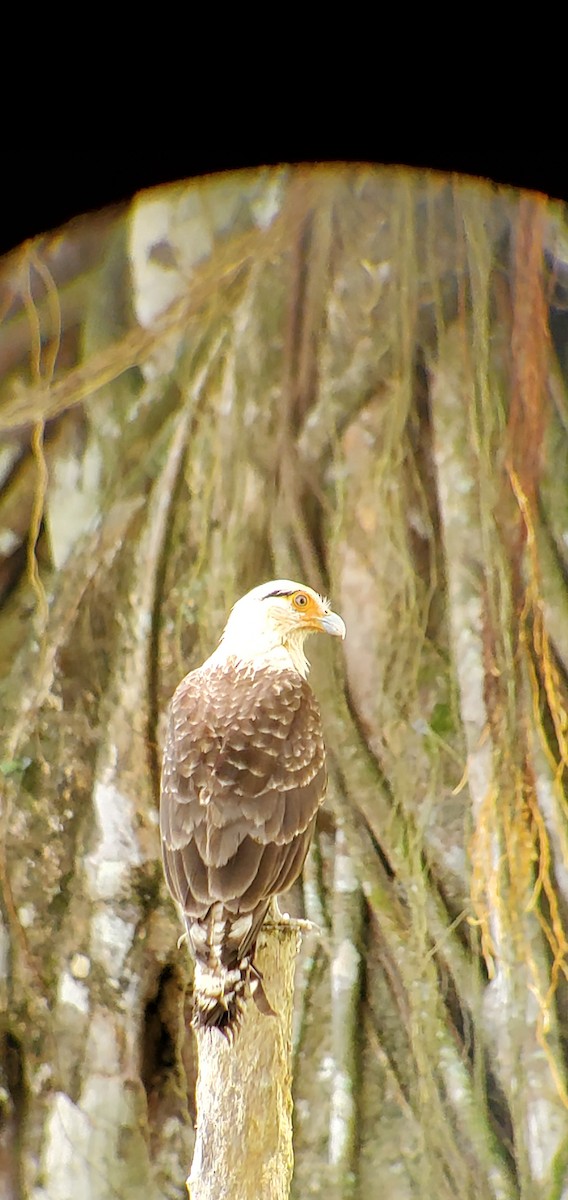 Yellow-headed Caracara - ML632033212
