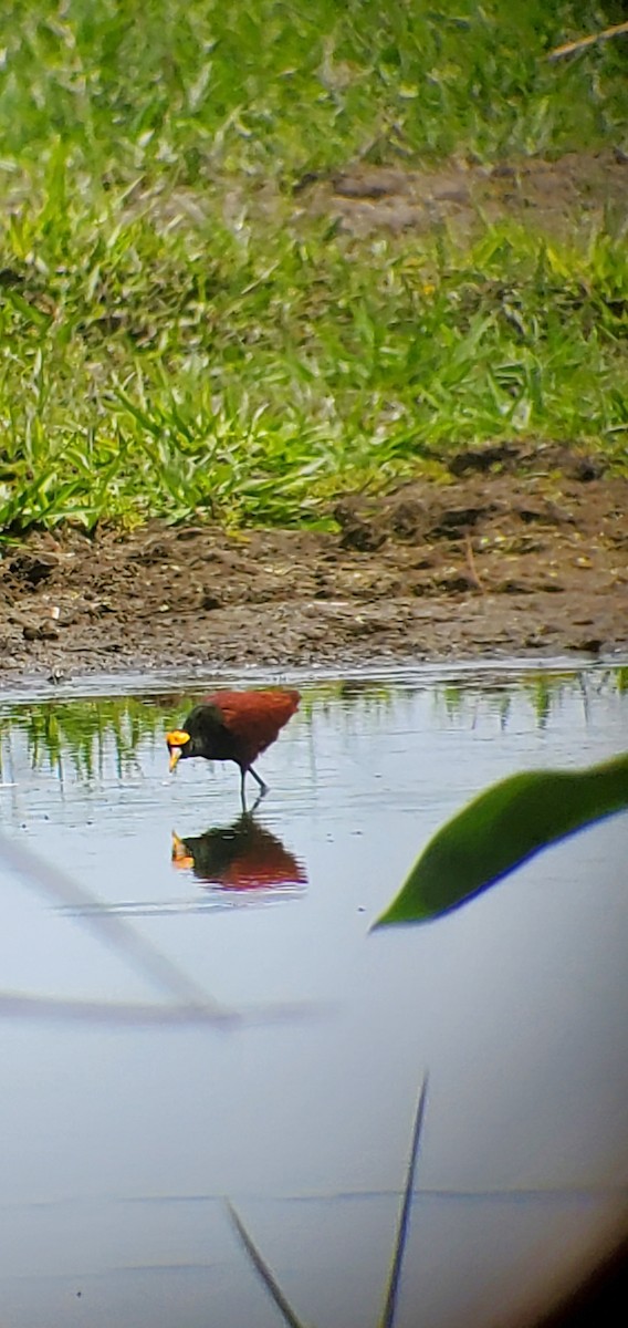 Northern Jacana - ML632033390