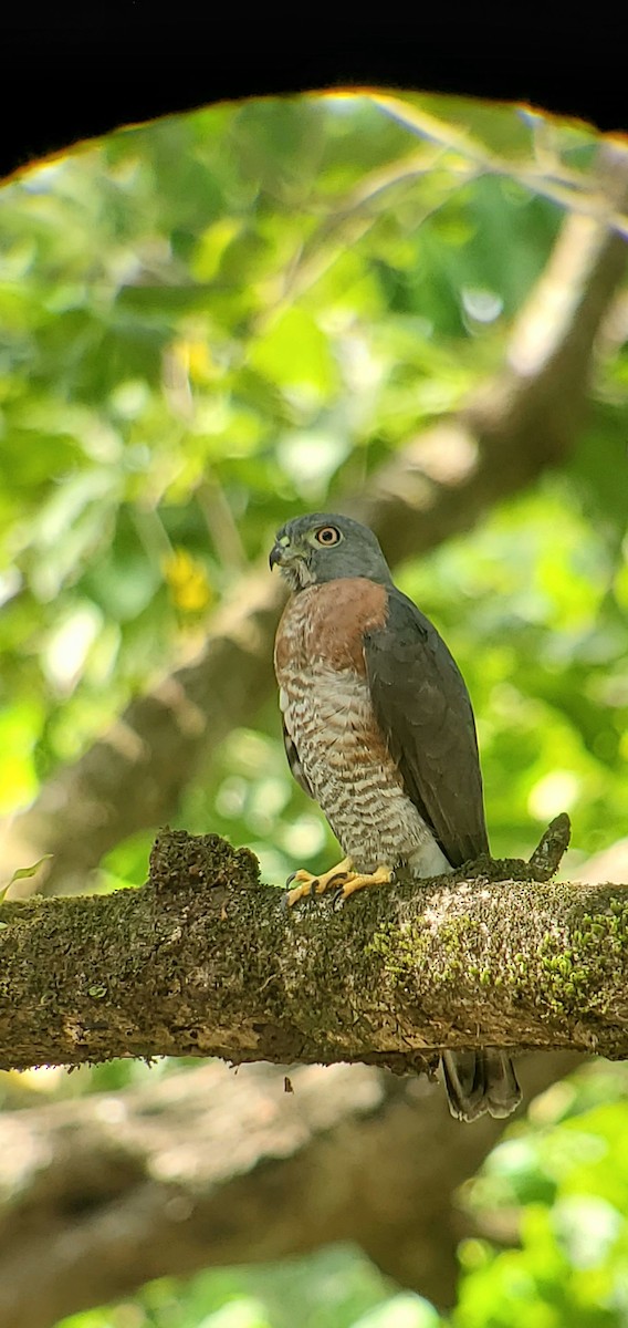 Double-toothed Kite - ML632033413