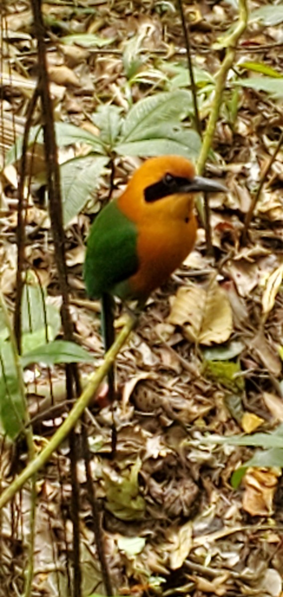 Rufous Motmot - ML632033633
