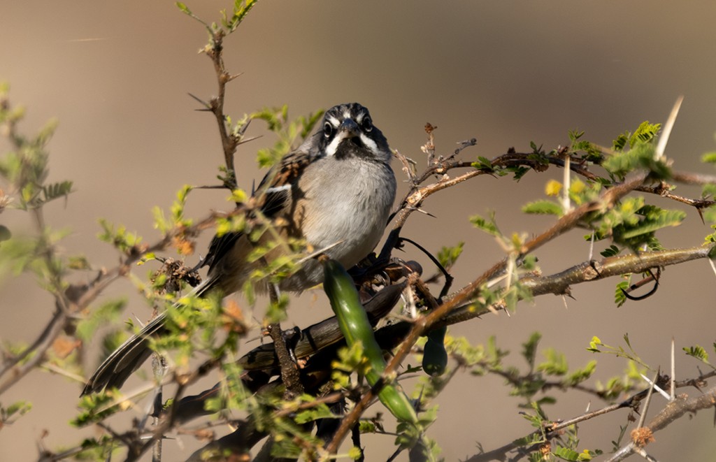 Bridled Sparrow - ML632033669