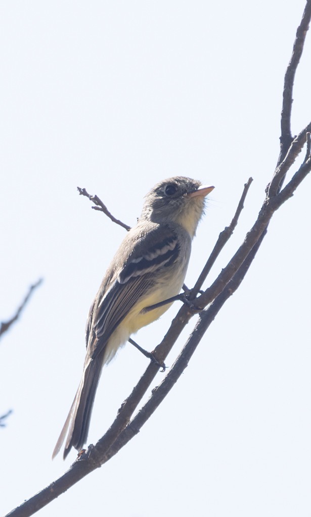 Pileated Flycatcher - ML632033687