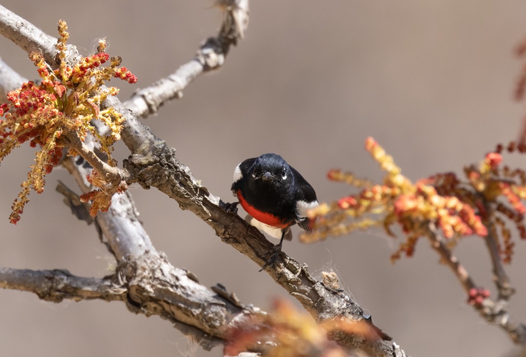 Painted Redstart - ML632033717