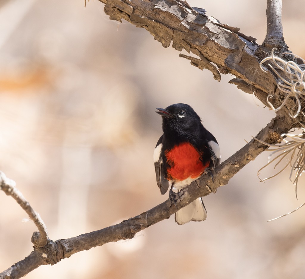 Painted Redstart - ML632033718