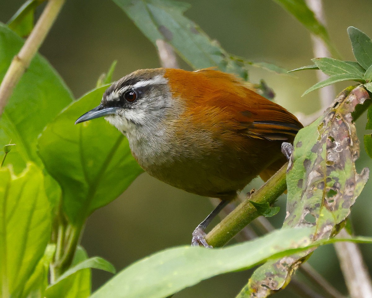 Plain-tailed Wren - ML632033747