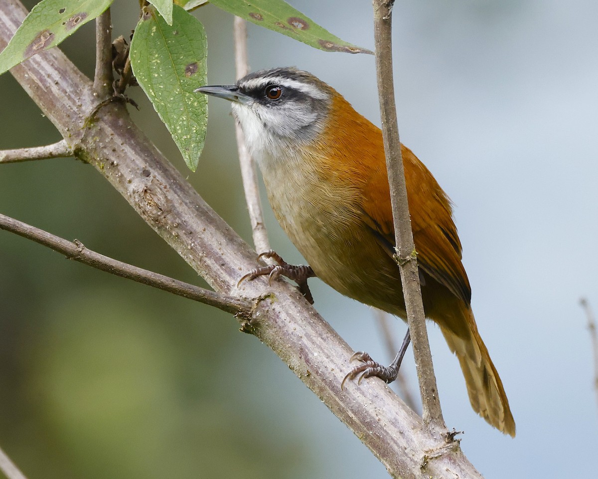 Plain-tailed Wren - ML632033748