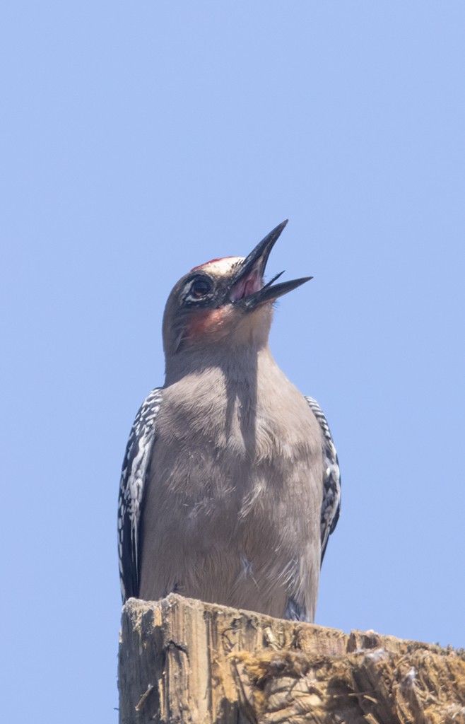 Gray-breasted Woodpecker - ML632033750