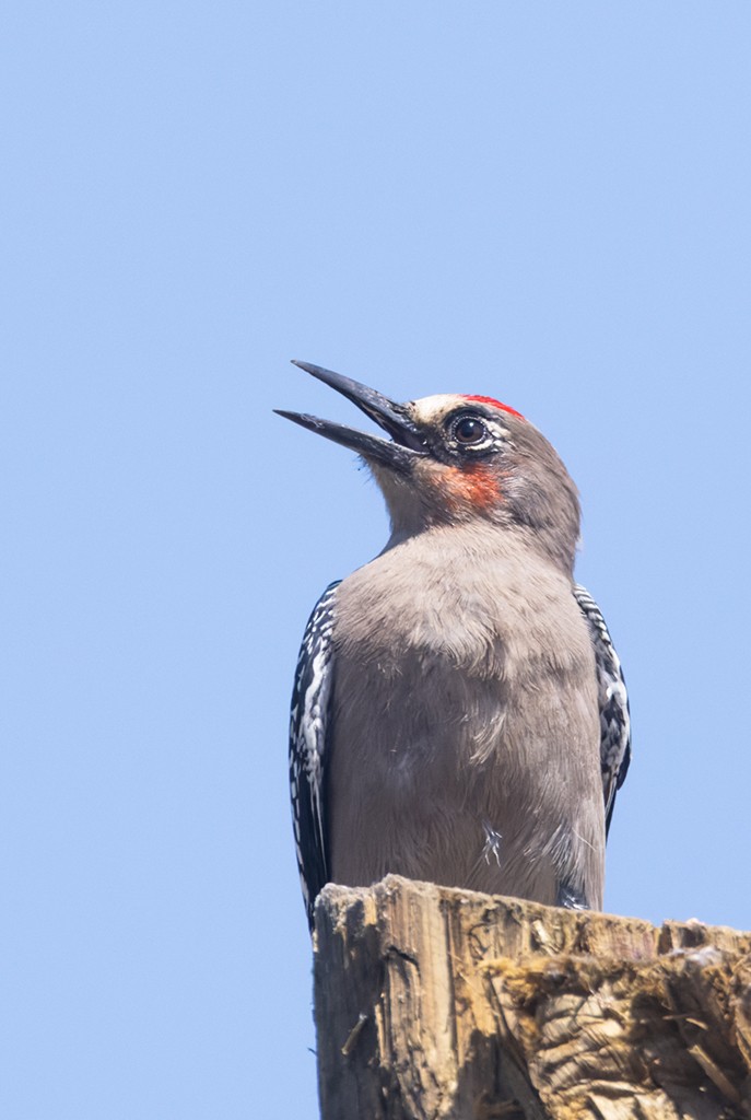 Gray-breasted Woodpecker - ML632033751