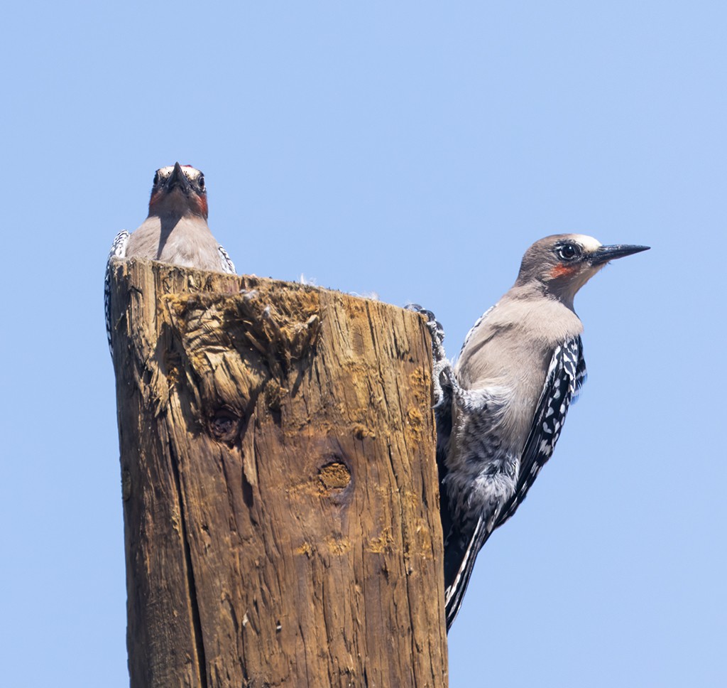 Gray-breasted Woodpecker - ML632033752
