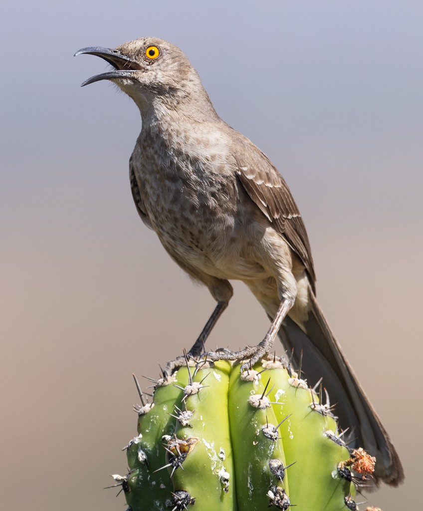 Curve-billed Thrasher (curvirostre Group) - ML632033773