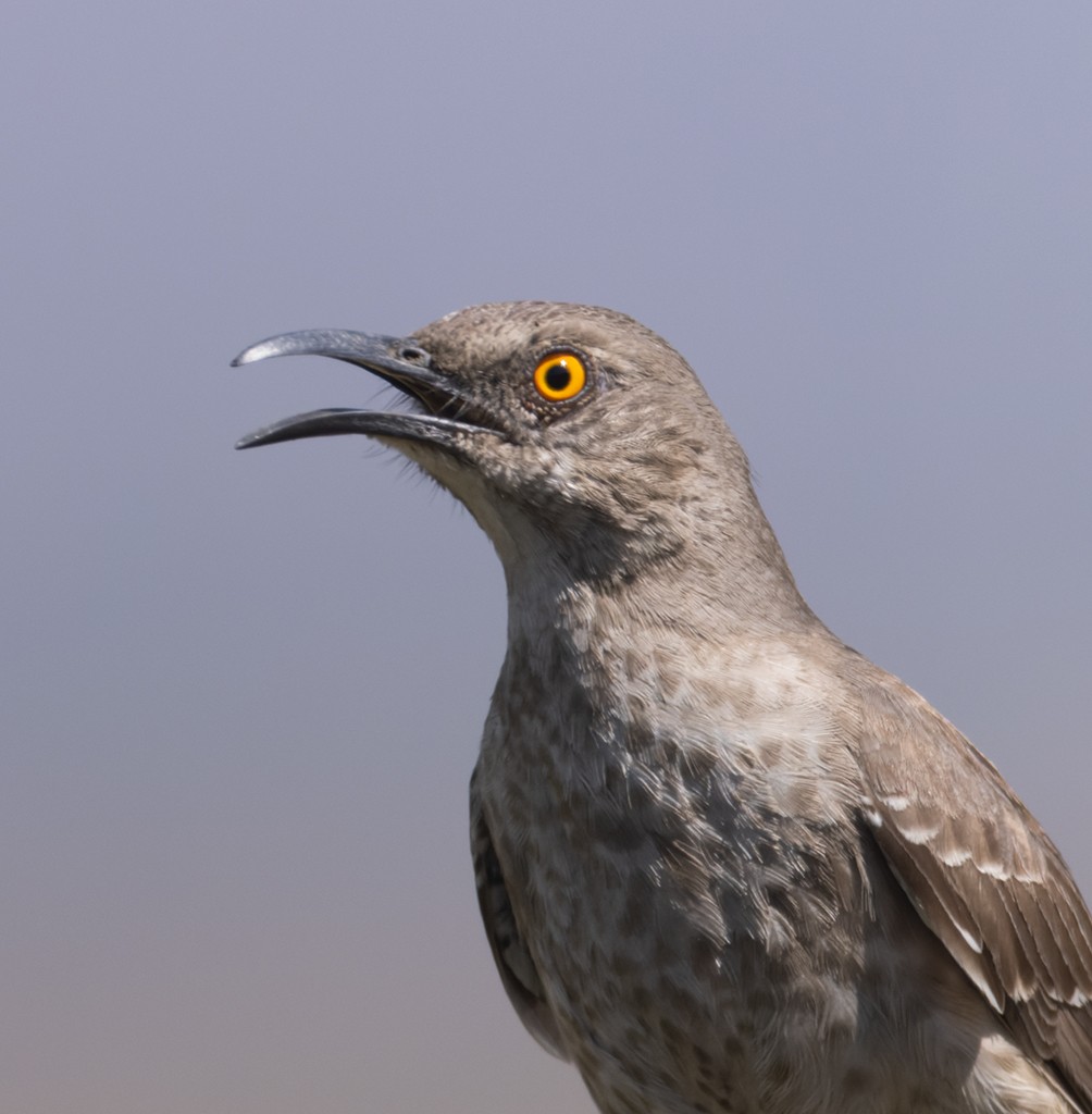 Curve-billed Thrasher (curvirostre Group) - ML632033774