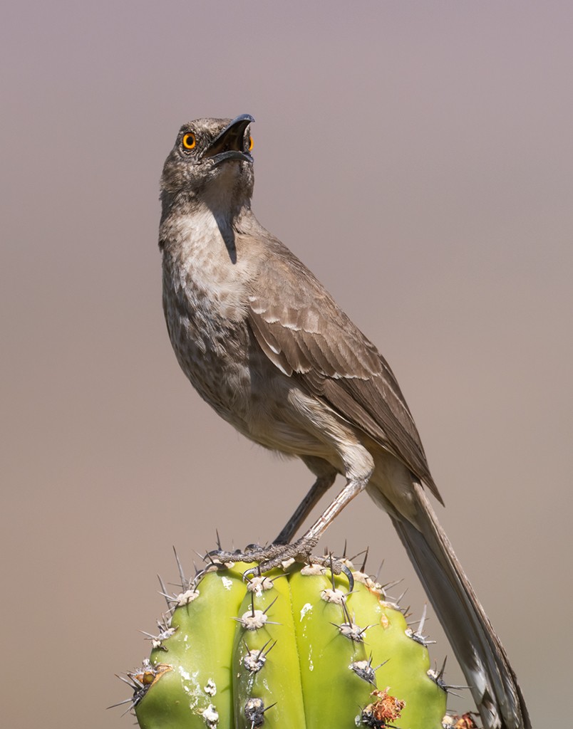 Curve-billed Thrasher (curvirostre Group) - ML632033789