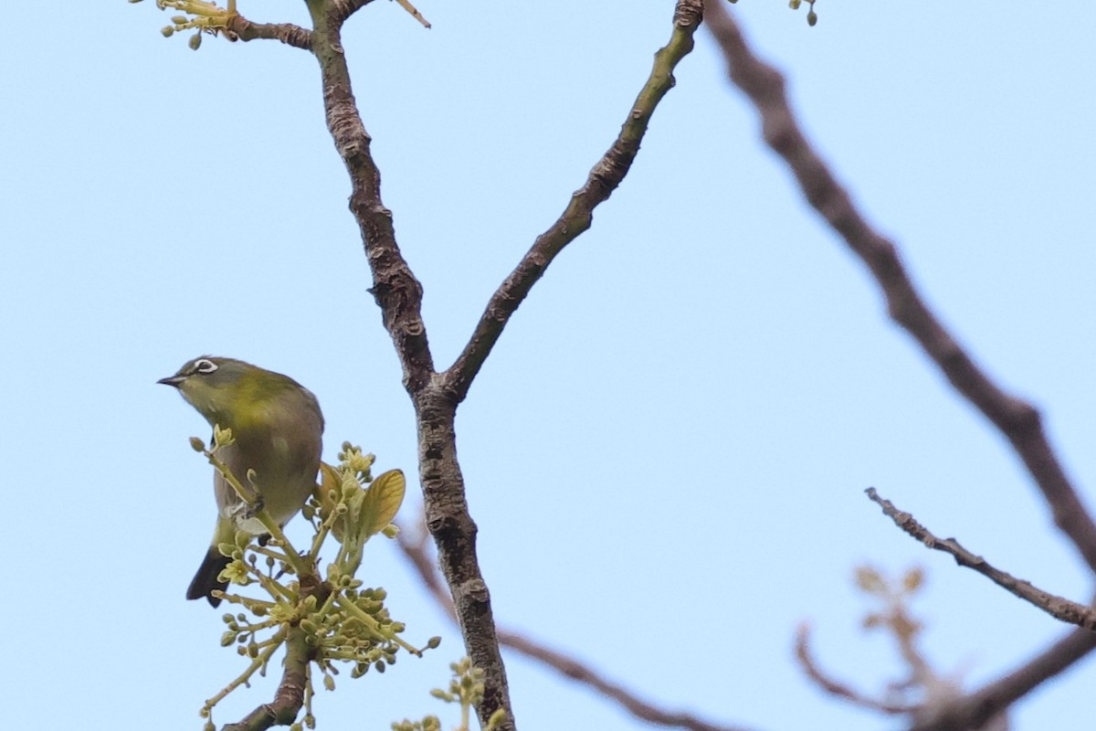 eBird Checklist - 12 Mar 2025 - Tantalus - 7 species