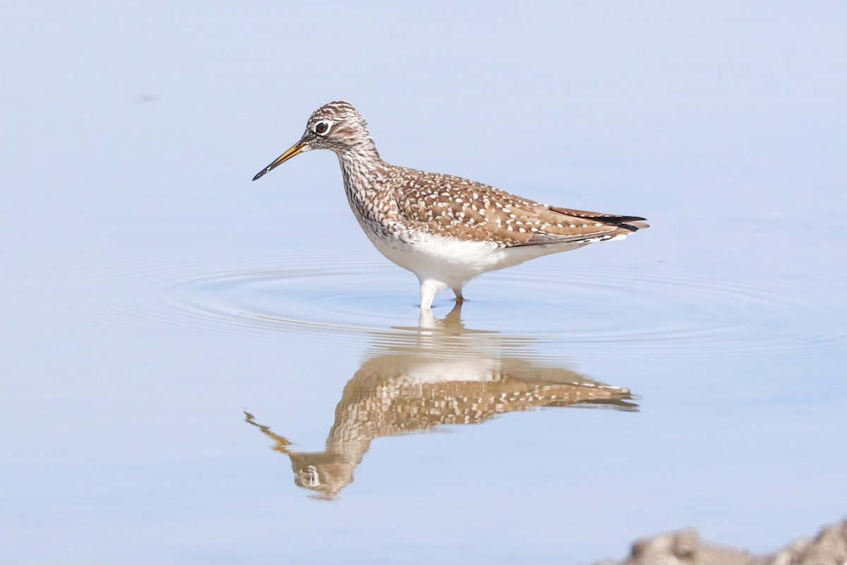 Greater Yellowlegs - ML632033908