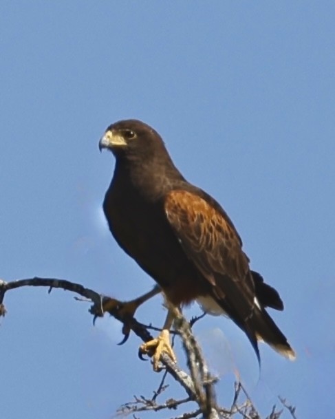 Harris's Hawk - ML632033910