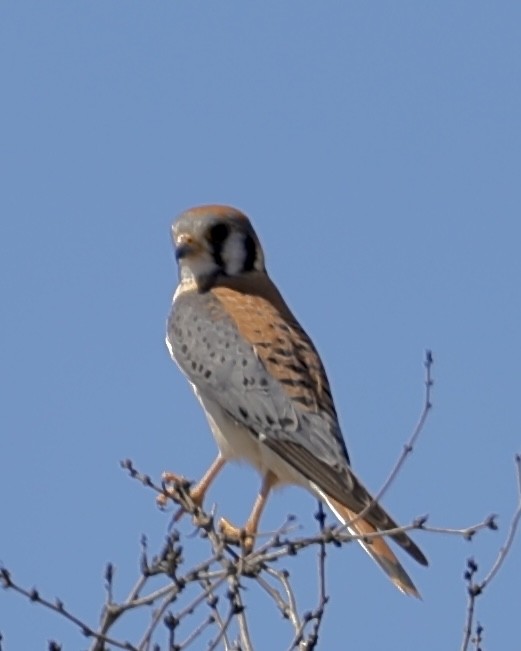 American Kestrel - ML632033911