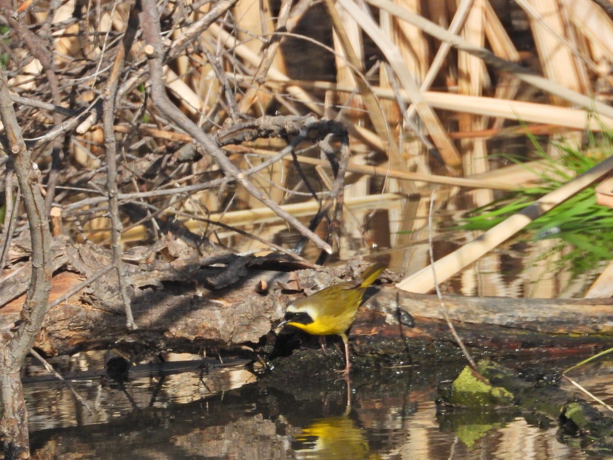 Common Yellowthroat - ML632033956