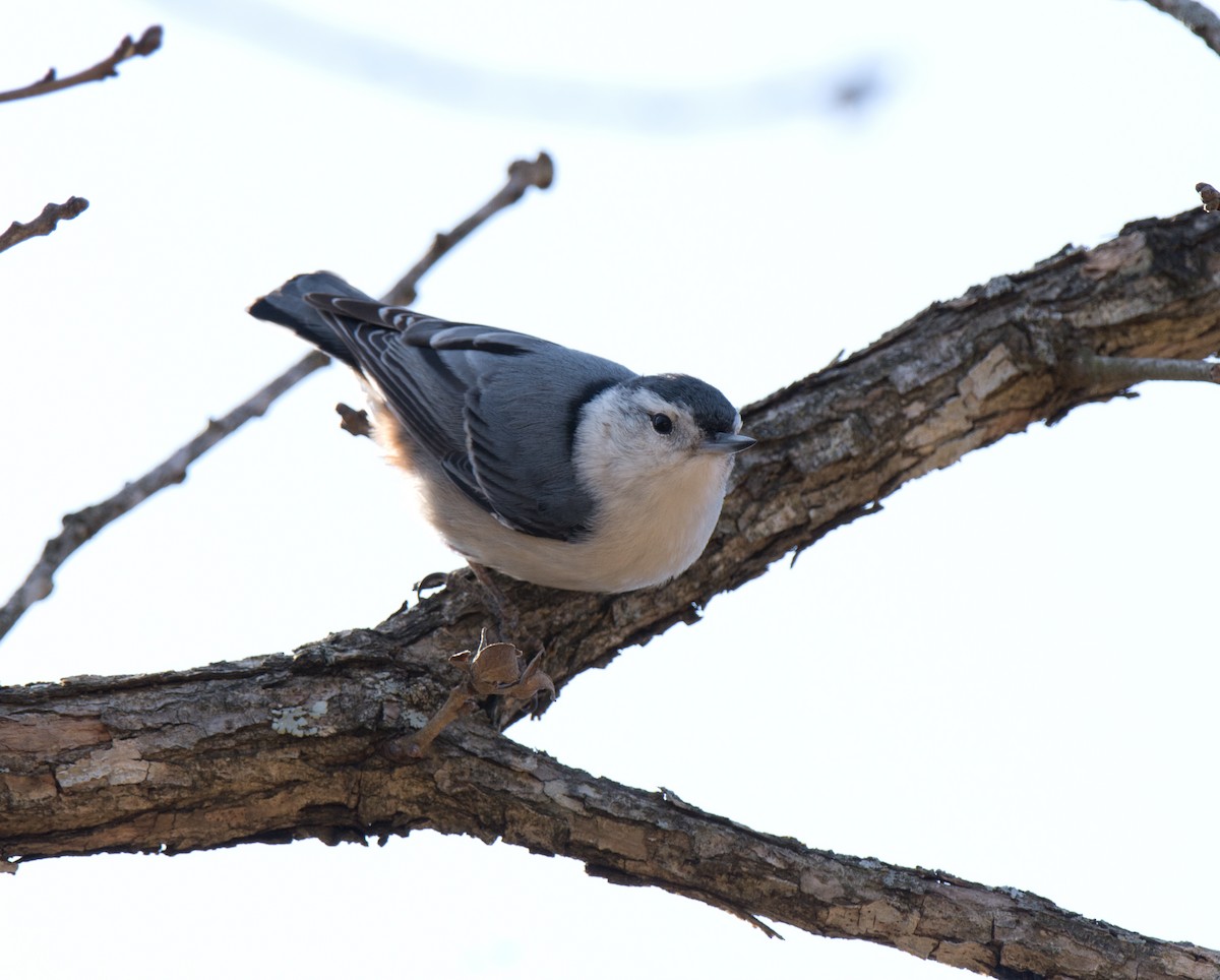 White-breasted Nuthatch - ML632034126