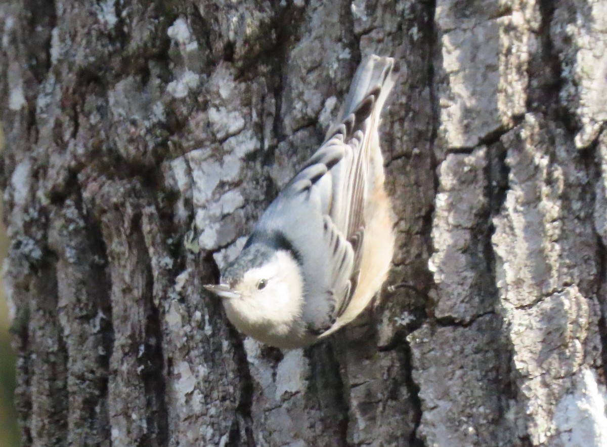 White-breasted Nuthatch - ML632034166