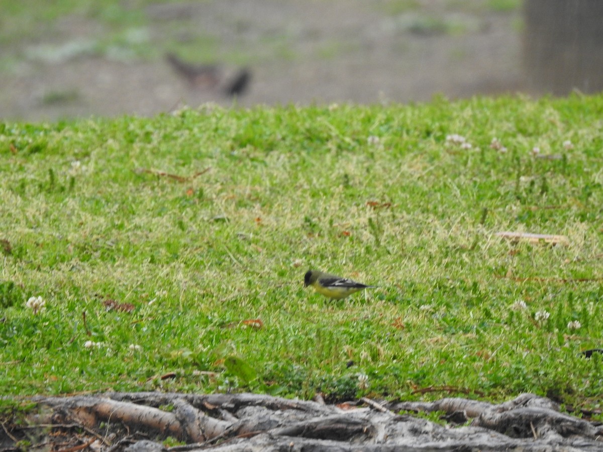 American Goldfinch - ML632034438