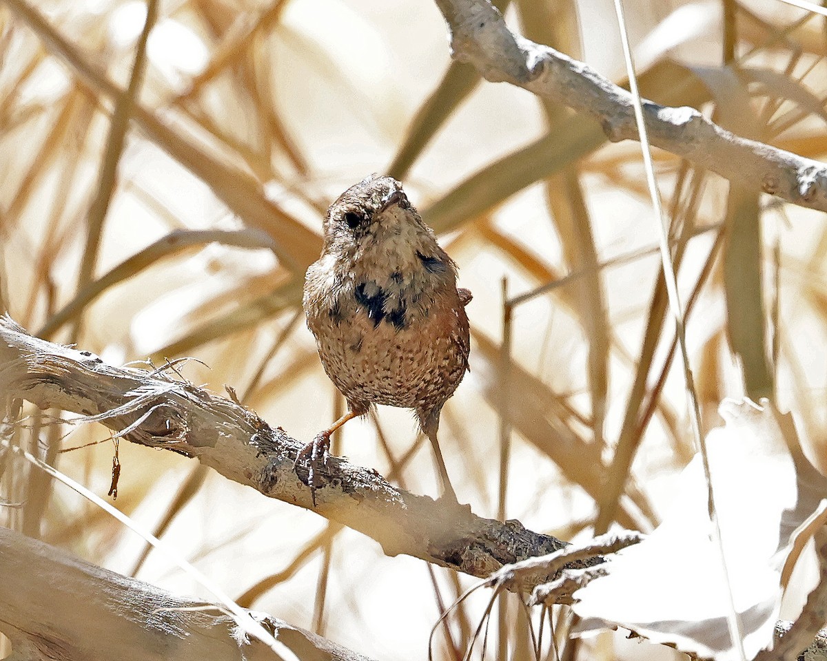 Winter Wren - ML632034460