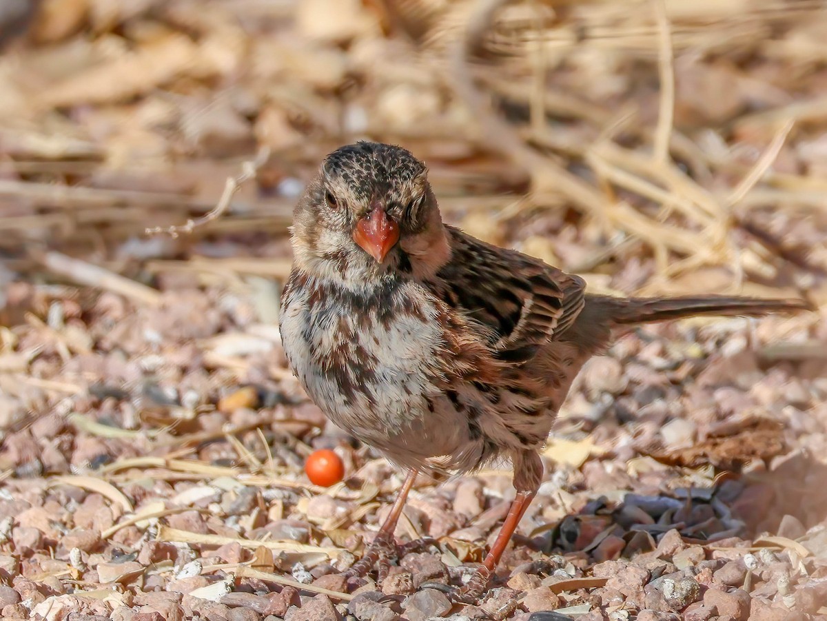 Harris's Sparrow - ML632034466