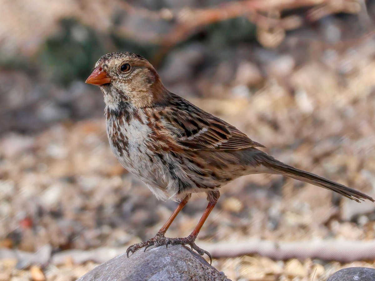 Harris's Sparrow - ML632034467