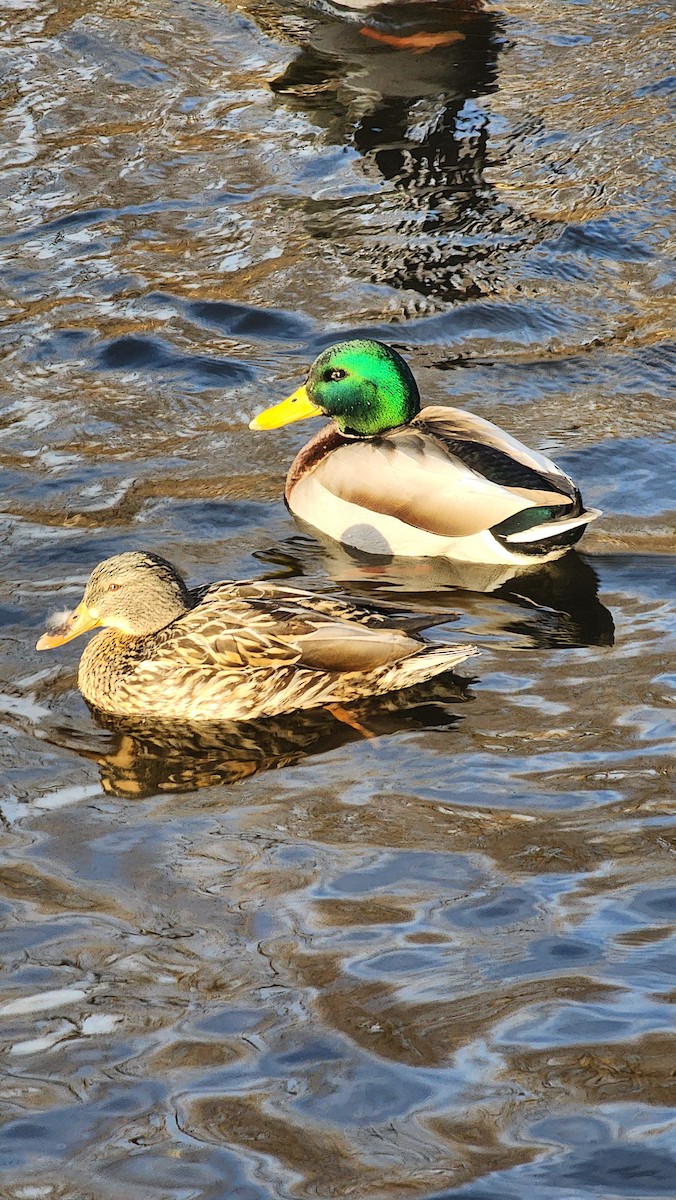 stokkand - ML632034744