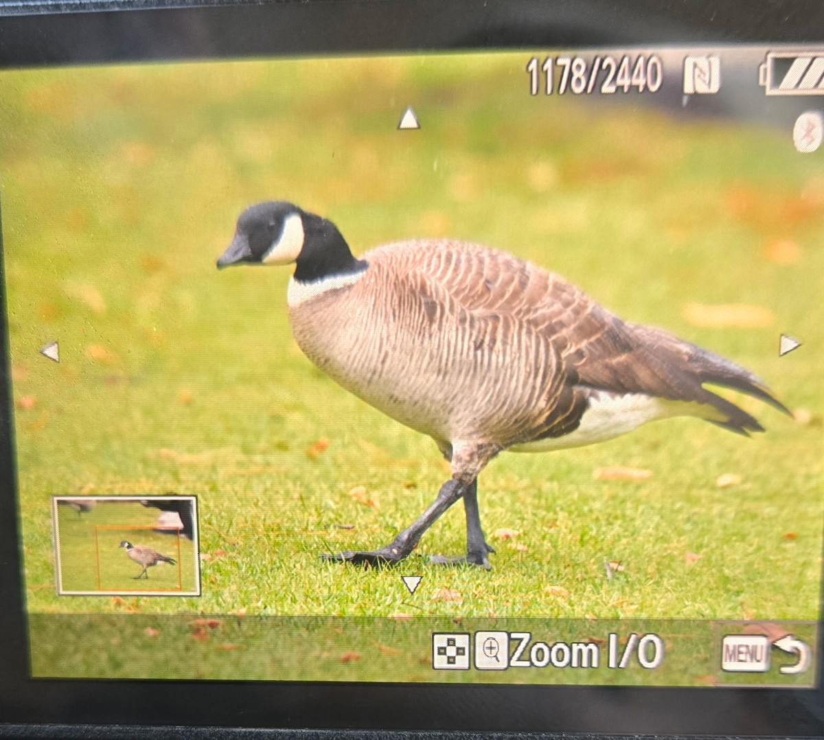 berneška malá - ML632034973