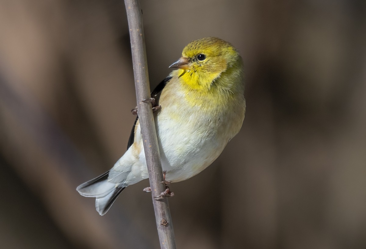 American Goldfinch - ML632035038