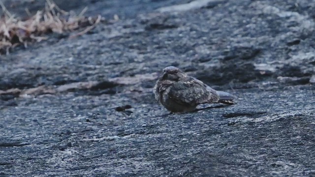 Savanna Nightjar - ML632035072