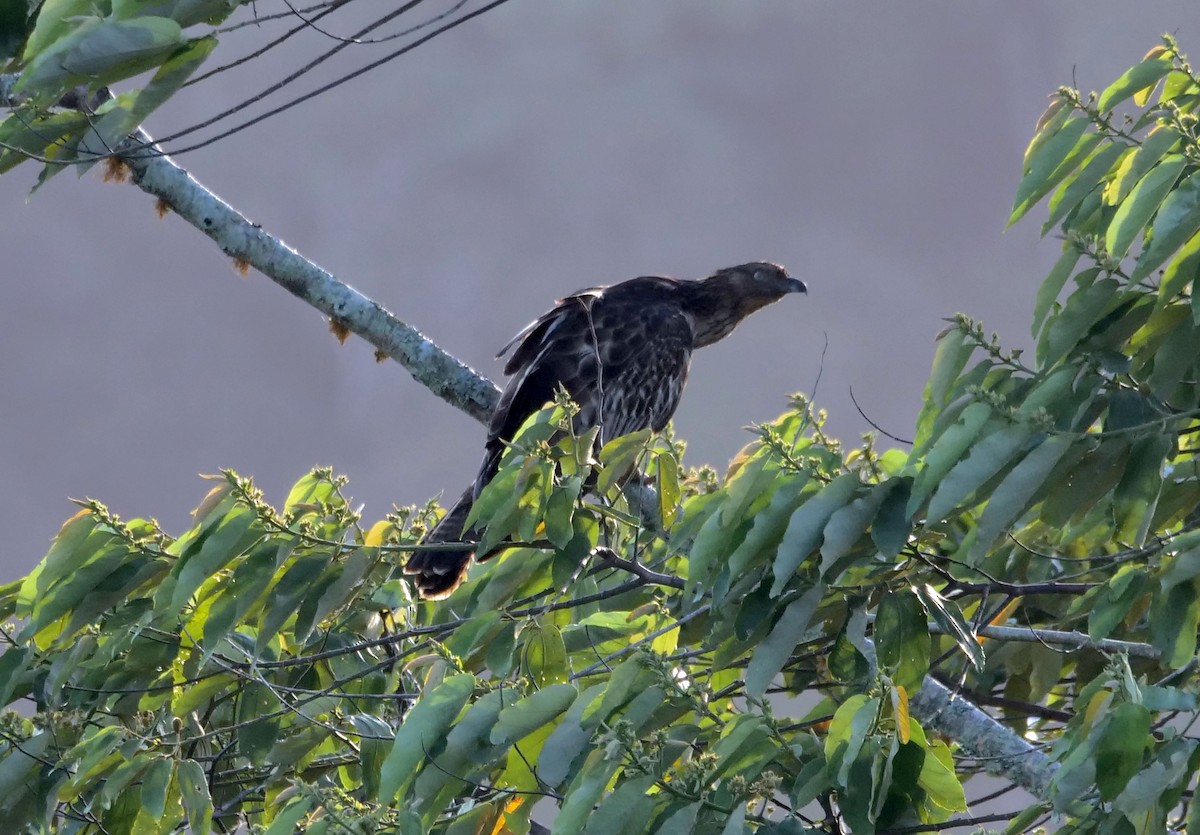 Oriental Honey-buzzard - ML632035130