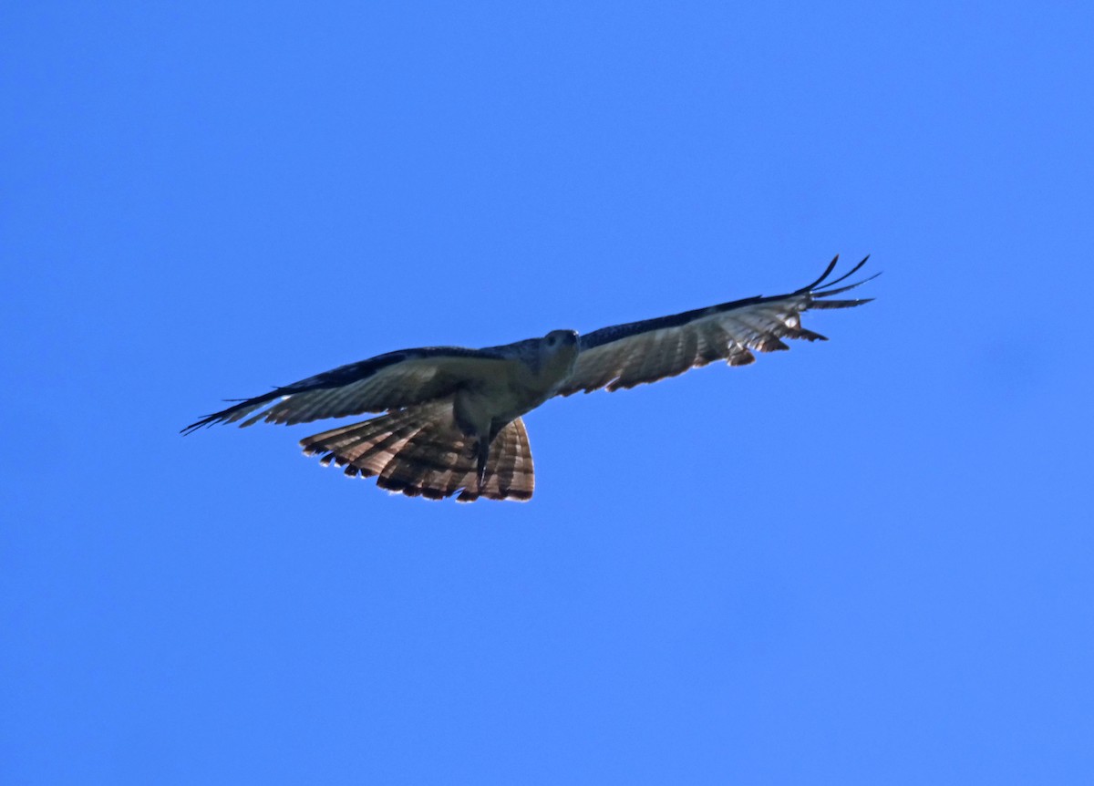 Philippine Honey-buzzard - ML632035141