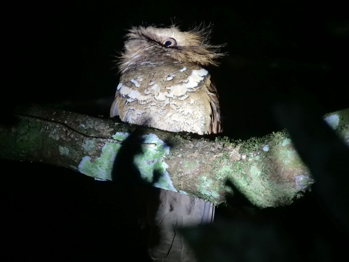 Philippine Frogmouth - ML632035169