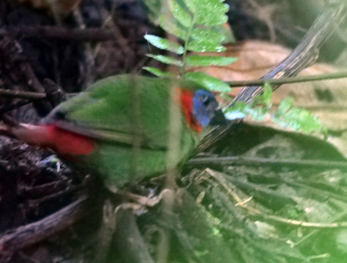 Red-eared Parrotfinch - ML632035220