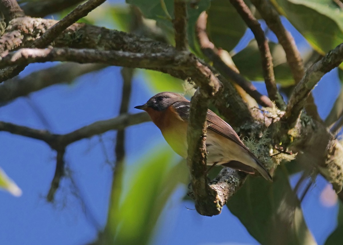 Mugimaki Flycatcher - ML632035232