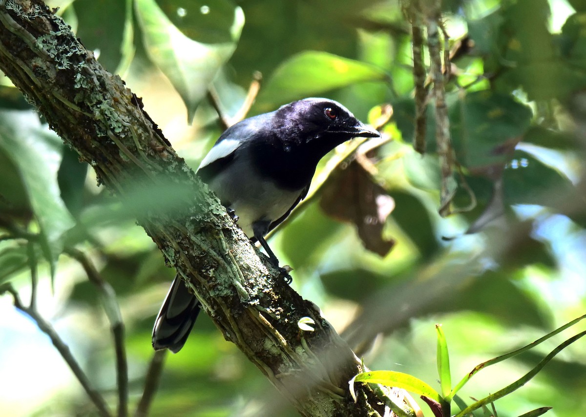 McGregor's Cuckooshrike - ML632035281