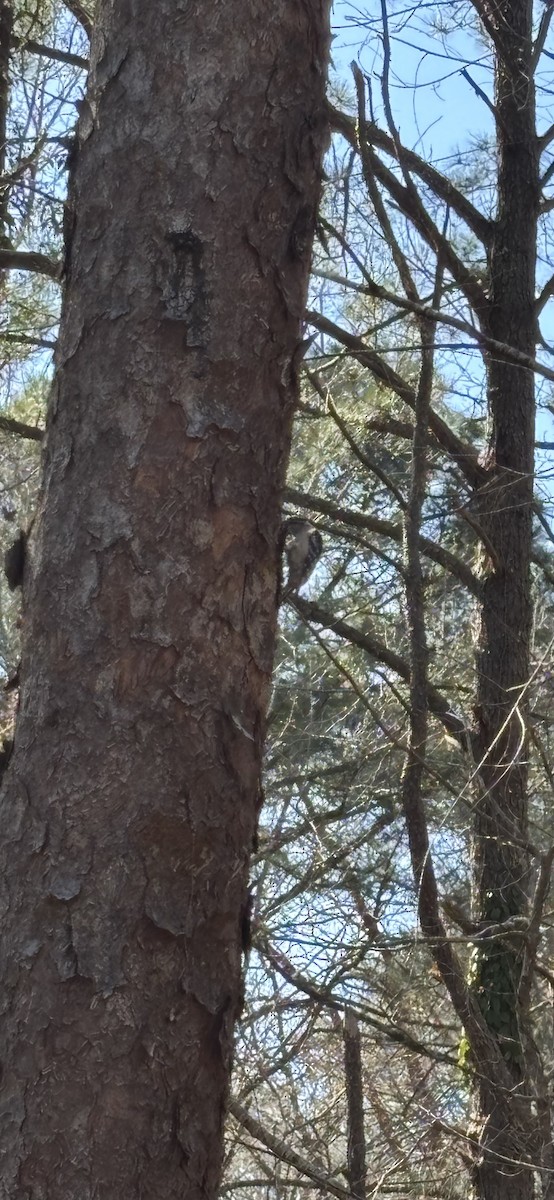 Downy Woodpecker - ML632035296