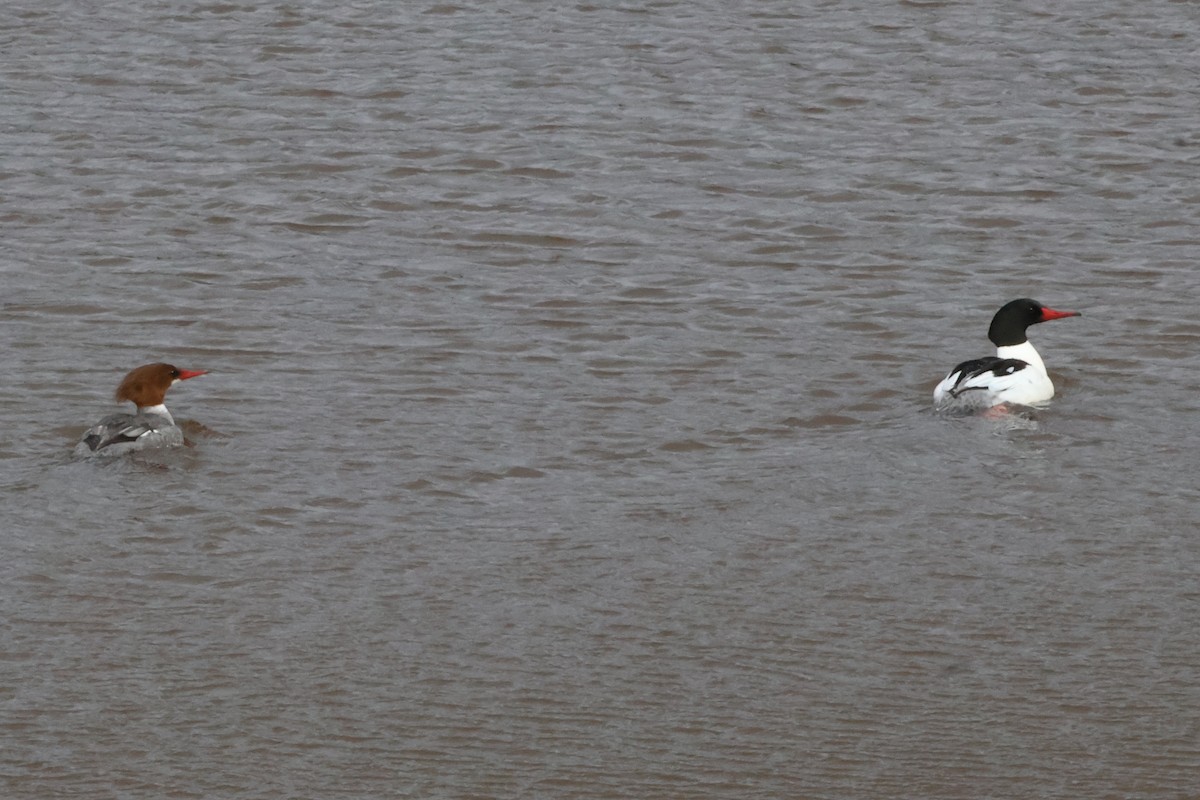 Common Merganser - ML632035318